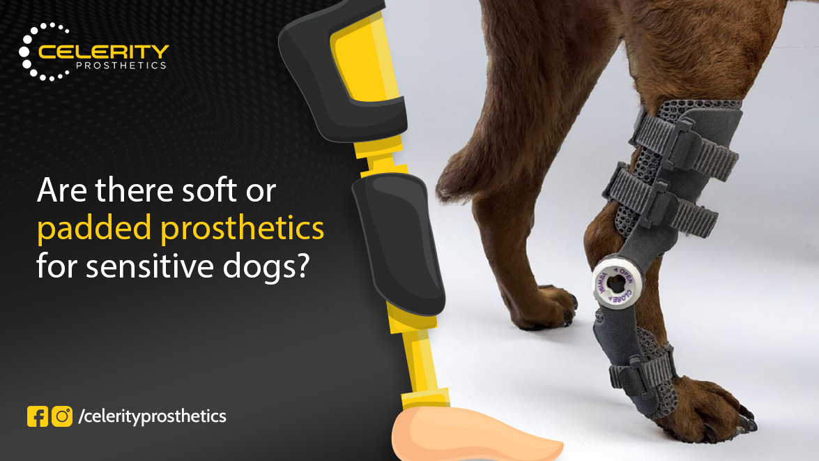 dog prosthetics leg