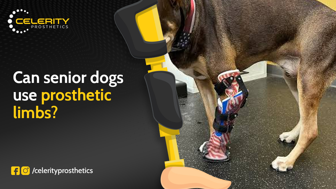 animal prosthetic leg