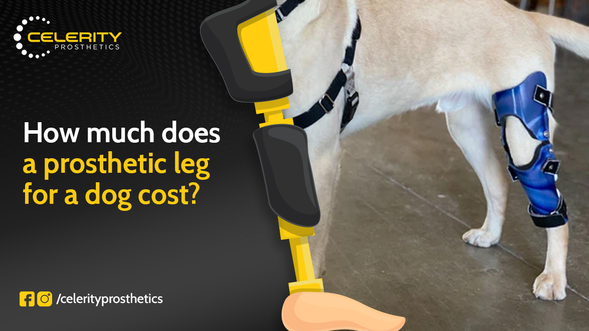 dog prosthetics leg